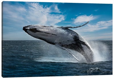 Whales Can Fly Canvas Art Print - Robin Scholte