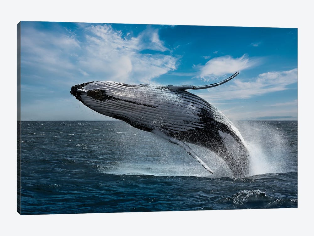 Whales Can Fly by Robin Scholte 1-piece Canvas Wall Art