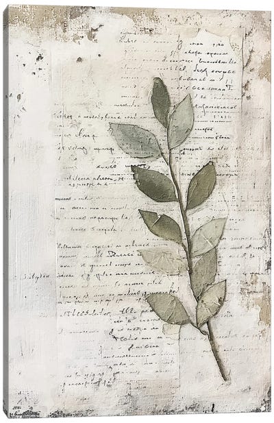 Scripted Botanicals II Canvas Art Print - RileyB