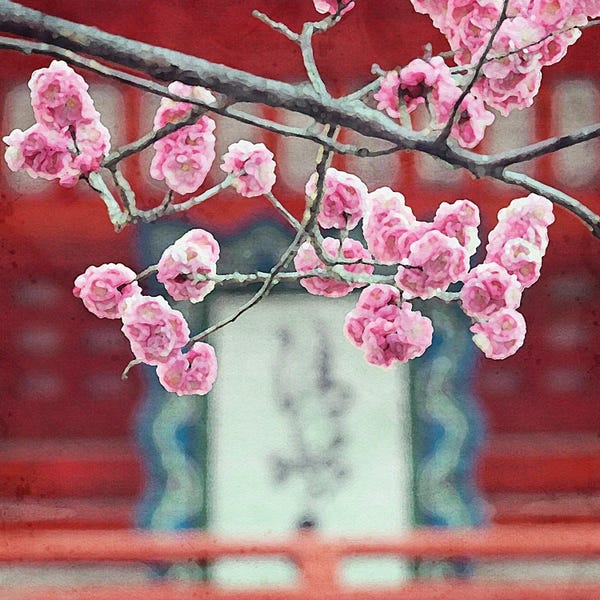 Cherry Blossoms: Cherry Blossoms by Willow Studio
