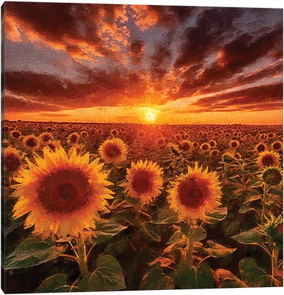 Sunrise Sunflowers V Canvas Art Print - RileyB