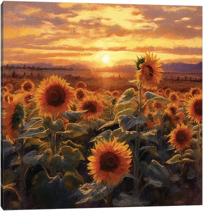 Sunrise Sunflowers VIII Canvas Art Print - RileyB