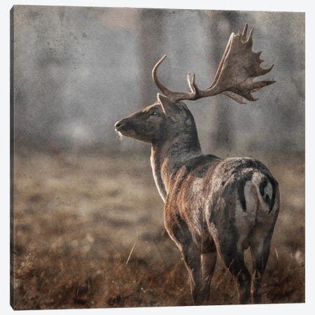 Stag Canvas Print #RLY81} by RileyB Canvas Artwork