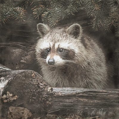 Woodland Raccoon by Willow Studio art print