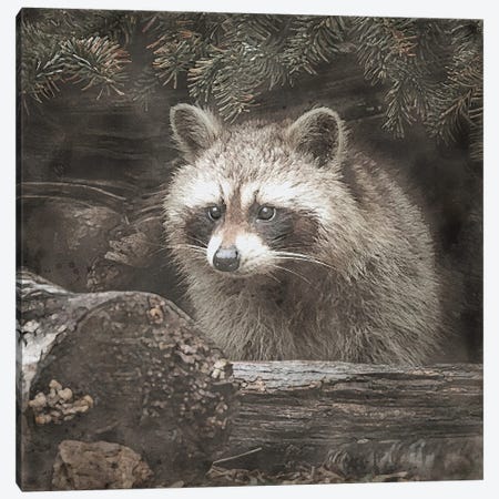 Woodland Raccoon Canvas Print #RLY82} by RileyB Canvas Artwork