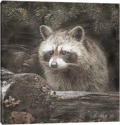 Woodland Raccoon Canvas Art Print - Raccoon Art