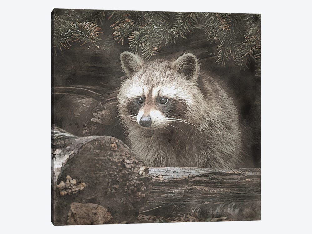 Woodland Raccoon by RileyB 1-piece Canvas Print
