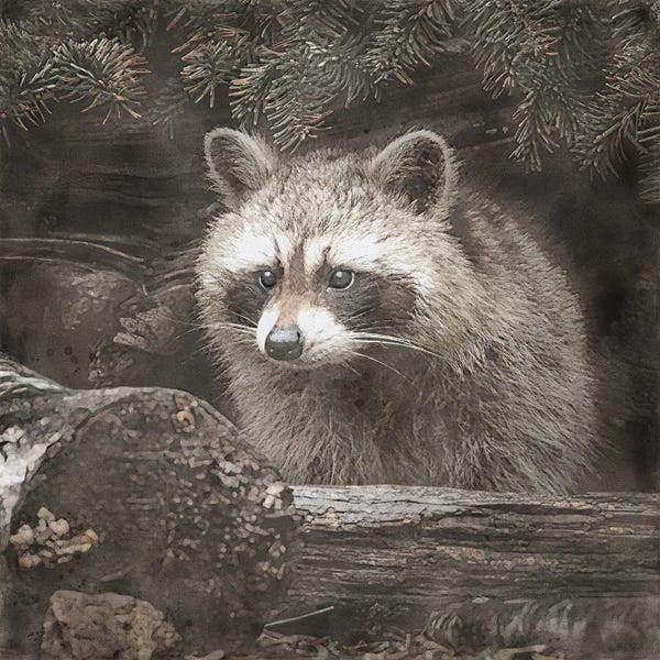 Raccoons: Woodland Raccoon by Willow Studio