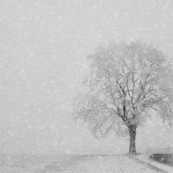 Winter Wonderland: Snowy Tree by Willow Studio