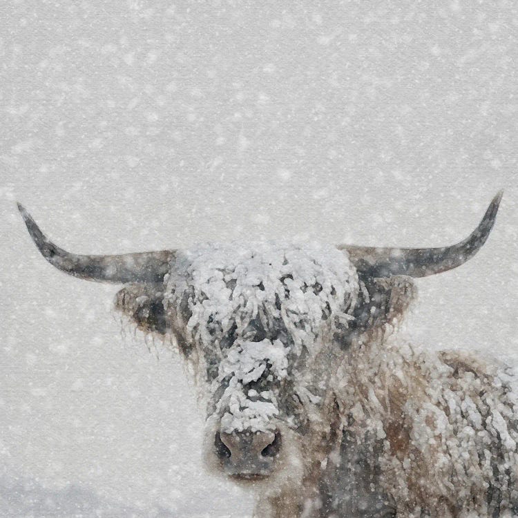 Snow Covered Longhorn