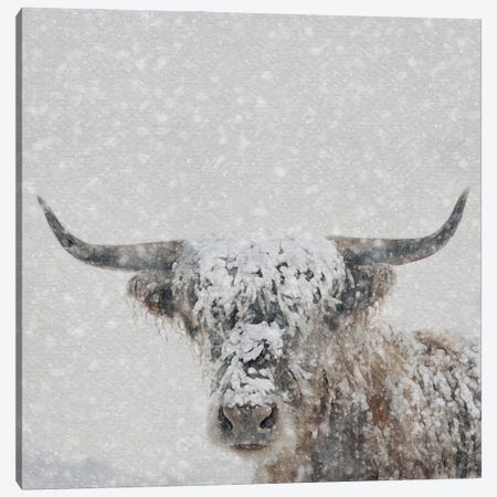 Snow Covered Longhorn Canvas Print #RLY85} by RileyB Art Print