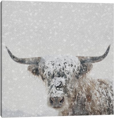 Snow Covered Longhorn Canvas Art Print - Farmhouse Christmas Décor