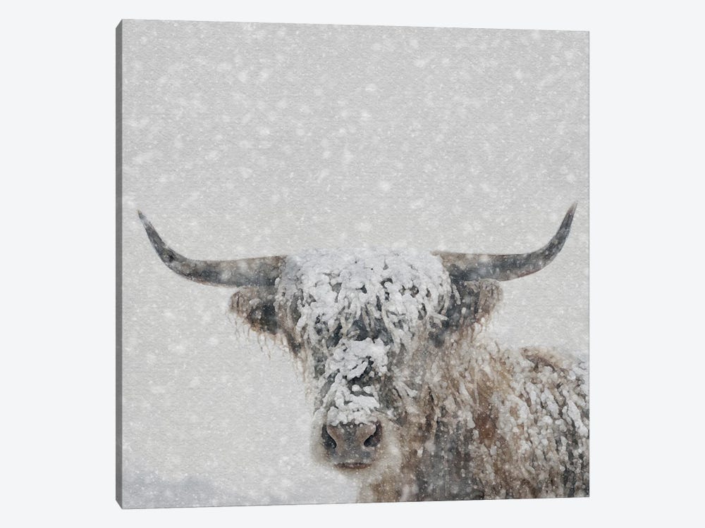 Snow Covered Longhorn by RileyB 1-piece Canvas Art