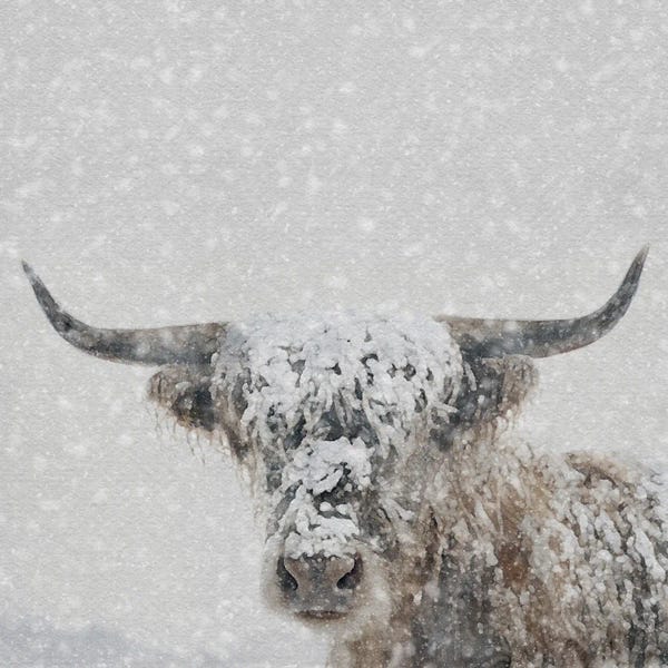 Christmas Animals: Snow Covered Longhorn by Willow Studio