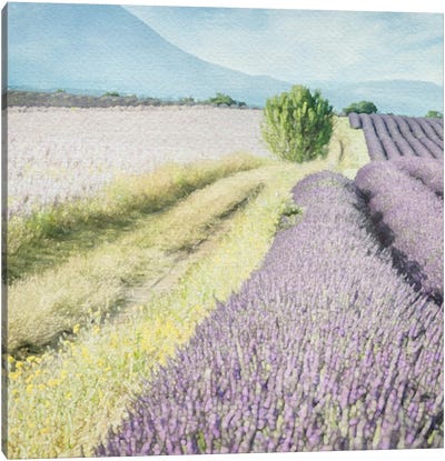 Lavender Field II Canvas Art Print - RileyB