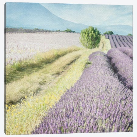 Lavender Field II Canvas Print #RLY9} by RileyB Canvas Art Print