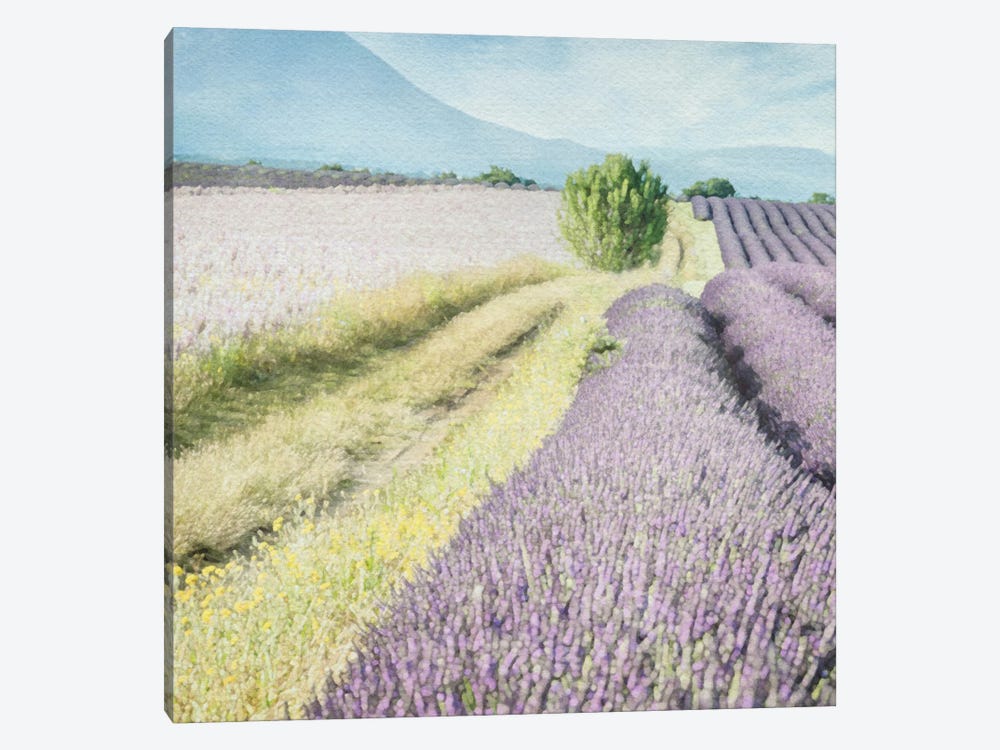 Lavender Field II by RileyB 1-piece Canvas Art Print