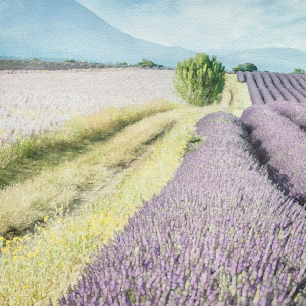 Herbs: Lavender Field II by Willow Studio
