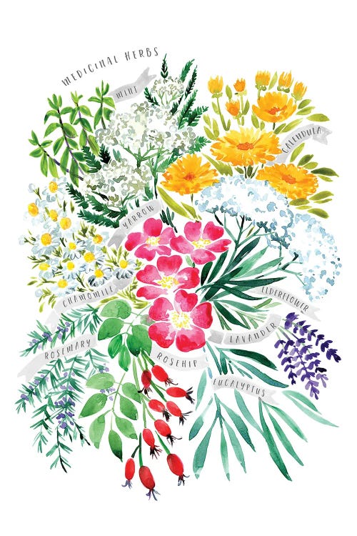 Medicinal Herbs Bouquet In Watercolor