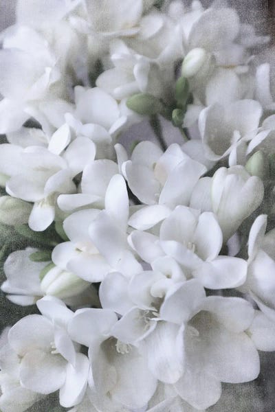 Freesias: Vintage Spring White Freesias by blursbyai