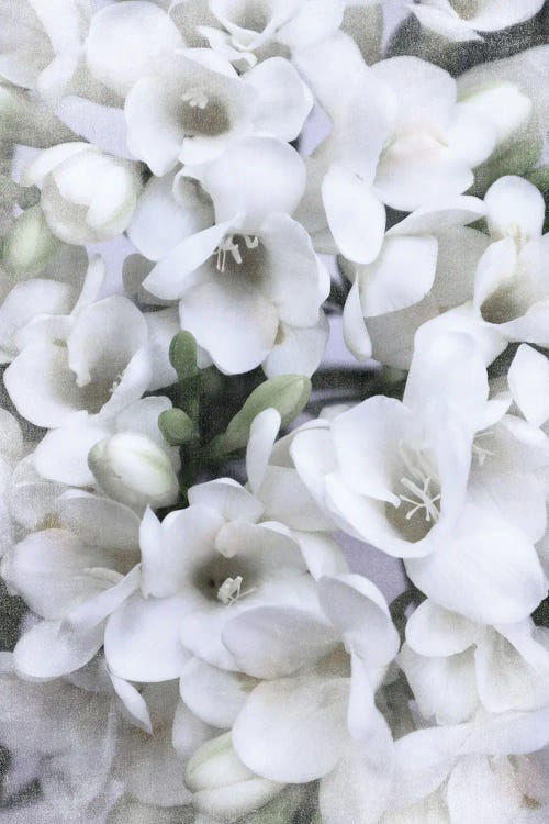 Vintage Spring Freesias In White
