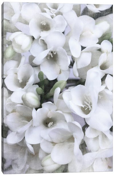 Vintage Spring Freesias In White Canvas Art Print