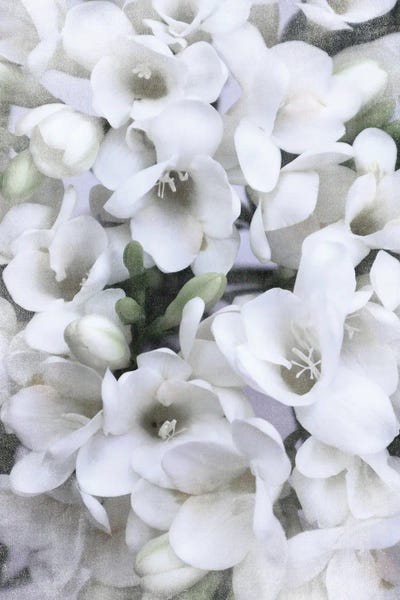 Vintage Spring Freesias In White