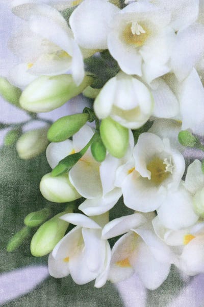 blursbyai: Vintage Sprint White And Green Freesias by blursbyai