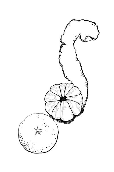 Tangerine Line Art