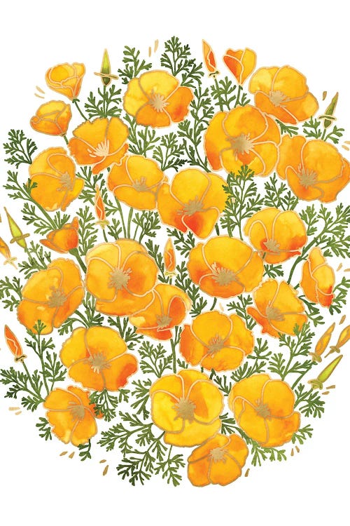 Watercolor California Poppies Bunch