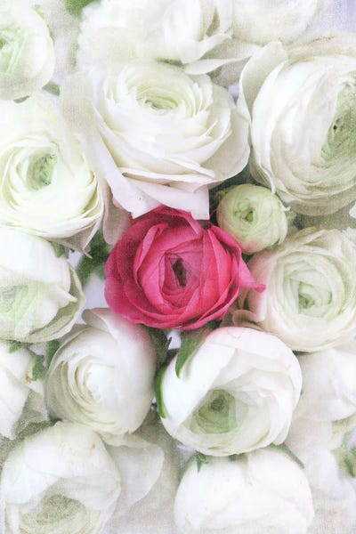 Ranunculi: Vintage Ranunculus In White And Hot Pink by blursbyai