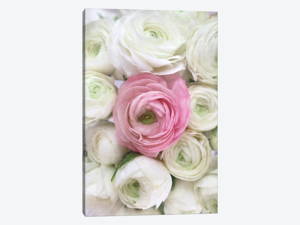 Vintage Ranunculus In White And Pink by blursbyai 1-piece Canvas Wall Art