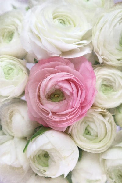 Ranunculi: Vintage Ranunculus In White And Pink by blursbyai