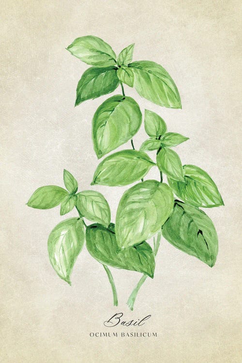 Vintage Watercolor Basil Illustration