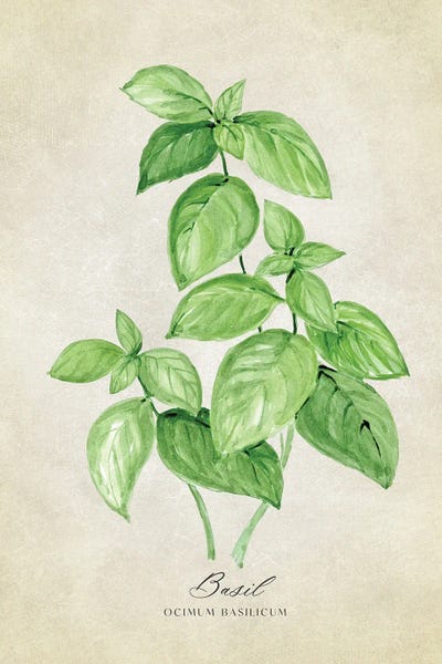blursbyai: Vintage Watercolor Basil Illustration by blursbyai