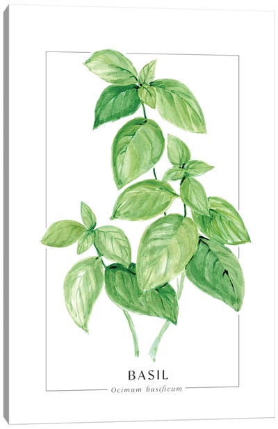 Watercolor Basil Illustration Canvas Art Print - Herb Art