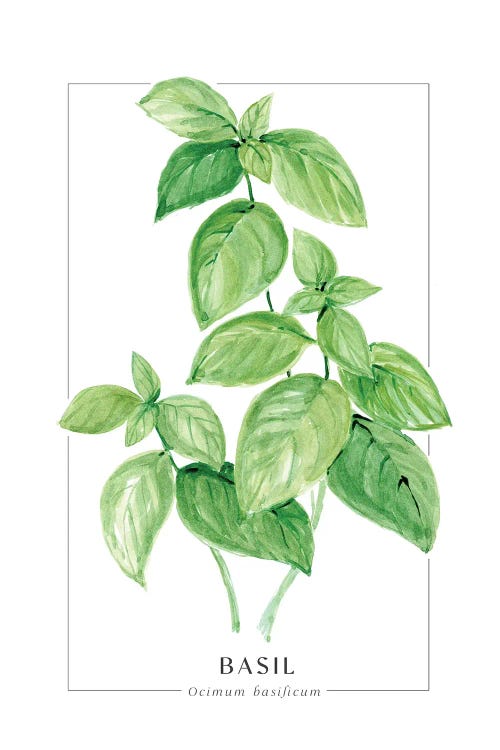 Watercolor Basil Illustration by blursbyai wall art