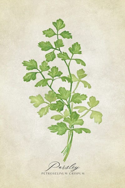blursbyai: Vintage Watercolor Parsley Illustration by blursbyai