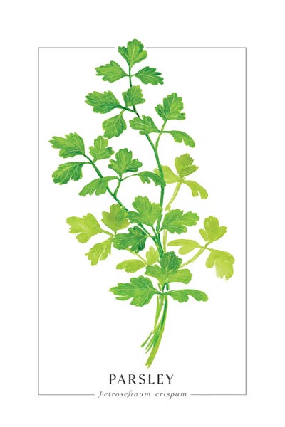 blursbyai: Watercolor Parsley Illustration by blursbyai
