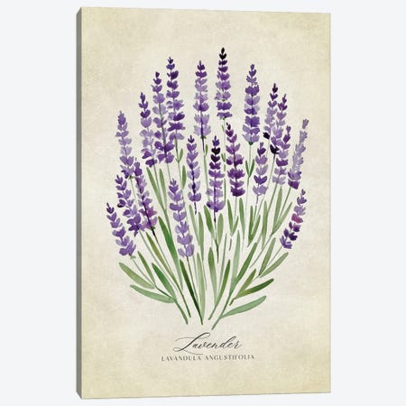 Vintage Watercolor Lavender Illustration Canvas Print #RLZ281} by blursbyai Canvas Art Print