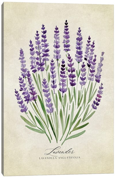 Vintage Watercolor Lavender Illustration Canvas Art Print - Herb Art