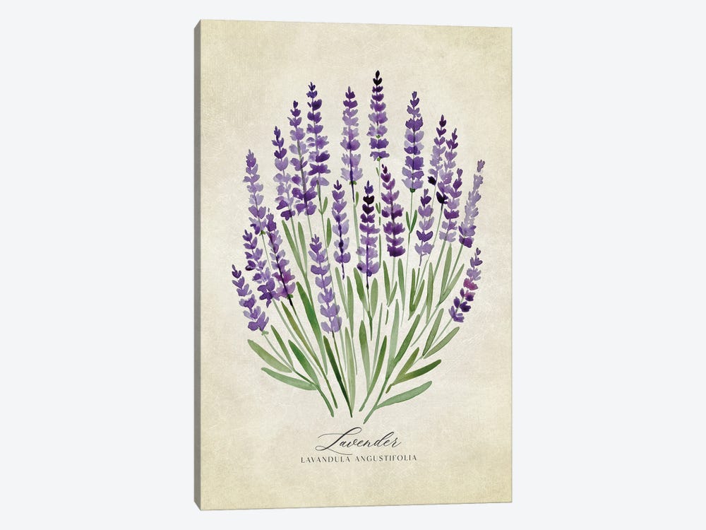 Vintage Watercolor Lavender Illustration by blursbyai 1-piece Canvas Art