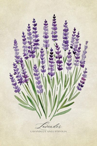 Herbs: Vintage Watercolor Lavender Illustration by blursbyai