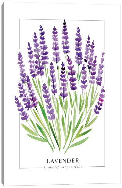 Watercolor Lavender Illustration Canvas Art Print - blursbyai