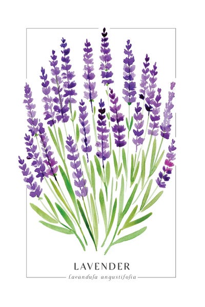 Herbs: Watercolor Lavender Illustration by blursbyai