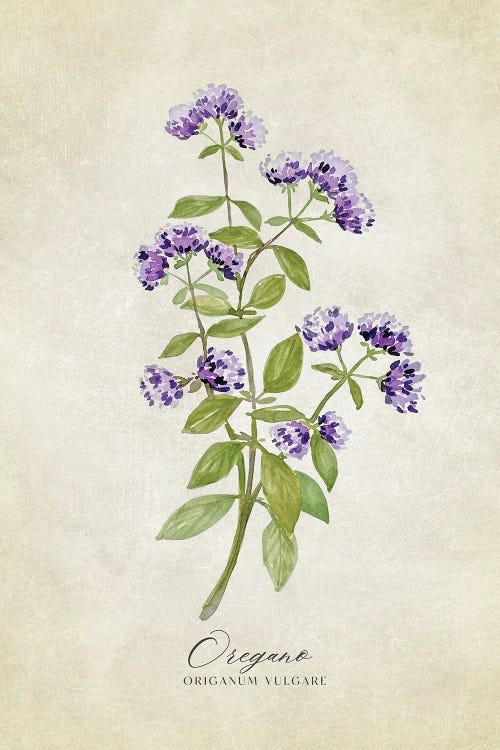 Vintage Watercolor Oregano Illustration