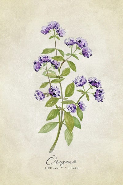 Herbs: Vintage Watercolor Oregano Illustration by blursbyai