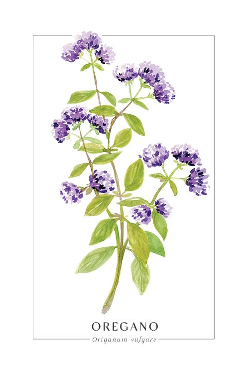 Watercolor Oregano Illustration