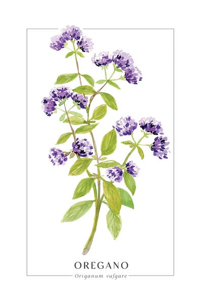 Watercolor Oregano Illustration