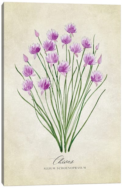 Vintage Watercolor Chives Illustration Canvas Art Print - Herb Art